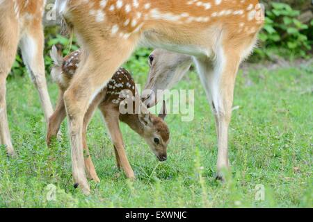 Sika Reh Rehkitz mit Mutter Stockfoto