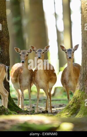 Damwild stehen in einem Wald Stockfoto