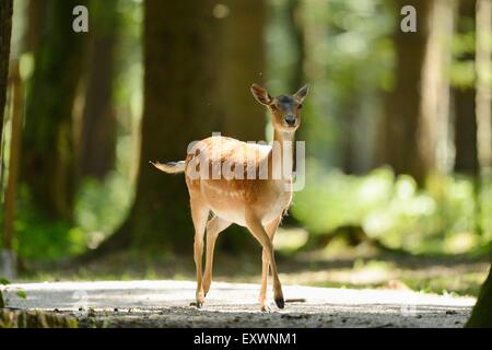 Damwild stehen in einem Wald Stockfoto