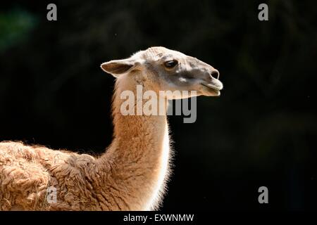 Nahaufnahme von einem Guanako Stockfoto