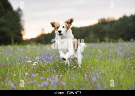 Welpen von einem Nederlandse Kooikerhondje, Oberpfalz, Bayern, Deutschland, Europa Stockfoto