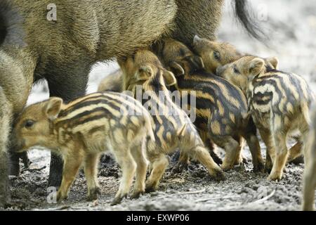 Wildschwein Mutter stillen ihre rookies Stockfoto