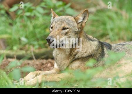 Eurasische Wolf liegen in einem forst Stockfoto