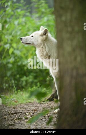 Polarwolf in einem forst Stockfoto