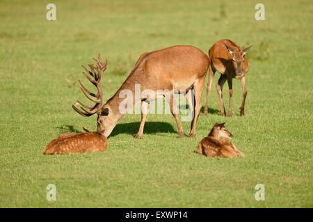 Hirsche auf einer Wiese Stockfoto