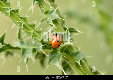 Sieben-Punkt-Marienkäfer auf eine schleichende Distel Stockfoto