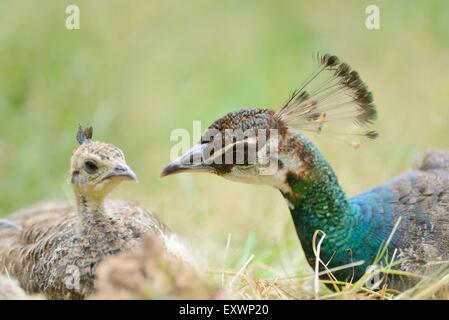 Blaue Pfauen Mutter mit ihren Küken Stockfoto