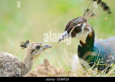 Blaue Pfauen Mutter mit ihren Küken Stockfoto