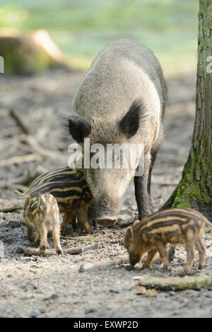 Wildschwein-Rookies mit ihrer Mutter in einem Wald Stockfoto