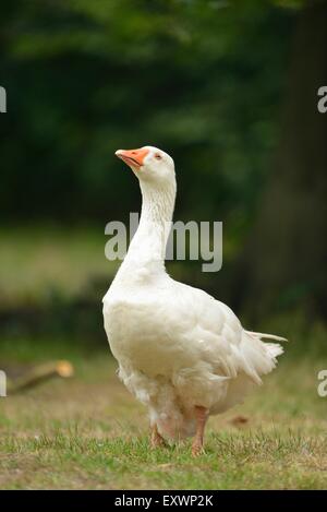 Inländische Gans auf einer Wiese Stockfoto