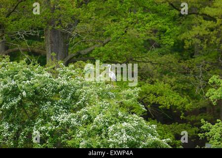 Graureiher auf einem Baum Stockfoto