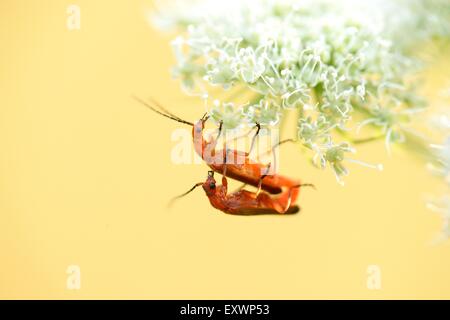 Gemeinsame rote Weichkäfer Paarung auf Peucedanum Cervaria Blüte Stockfoto