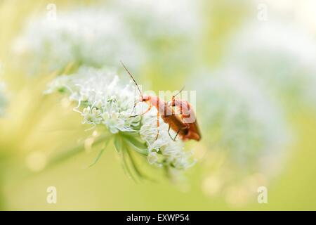Gemeinsame rote Weichkäfer Paarung auf Peucedanum Cervaria Blüte Stockfoto