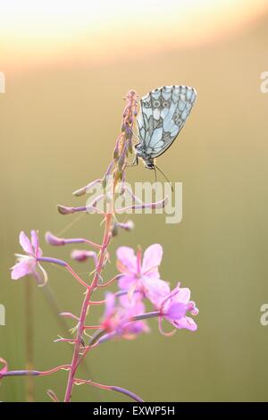 Schachbrettfalter auf eine Feuerblume Stockfoto