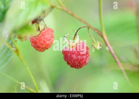 Himbeeren auf bush Stockfoto