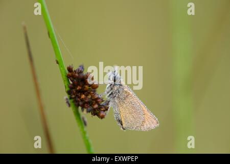 Kleine Skipper auf einem Rasen-Stiel Stockfoto