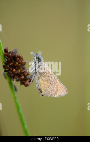 Kleine Skipper auf einem Rasen-Stiel Stockfoto