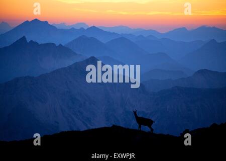 Sonnenuntergang am Hochiss, Tirol mit Bergziege, Österreich, Europa Stockfoto