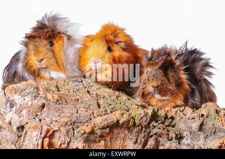 Thrree Meerschweinchen Stockfoto