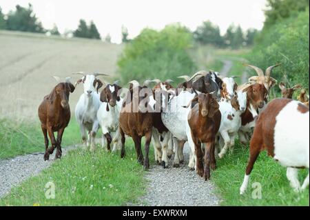 Gruppe von Boer Ziegen, Oberpfalz, Bayern, Deutschland, Europa Stockfoto