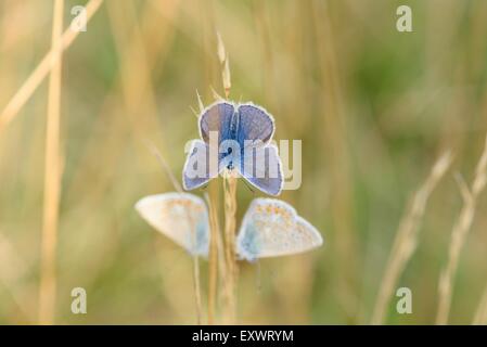 Drei Schmetterlinge, Oberpfalz, Bayern, Deutschland, Europa Stockfoto