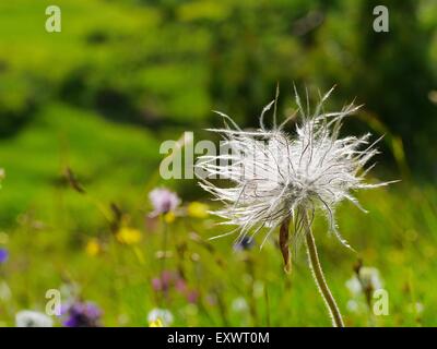 Samen von einem Küchenschelle, Dolomiten, Alpen, Italien, Europa Stockfoto