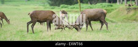 Zwei rote Rotwild Männchen in der Brunftzeit kämpfen auf einer Wiese Stockfoto