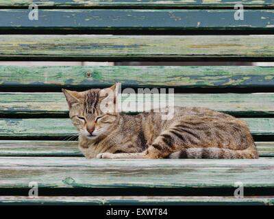 Katze schläft, Lissabon, Portugal, Europa Stockfoto