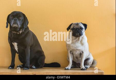 Weibliche Mops Hund und Puggle sitzen auf Bank Stockfoto