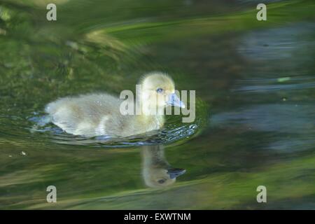 Graugans Gans Küken im Wasser schwimmen Stockfoto