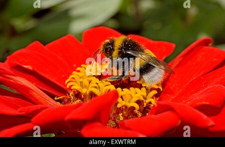 Hummel auf Zinnie Stockfoto