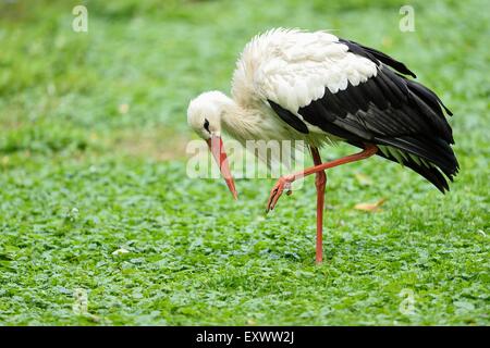 Weißstorch auf einer Wiese Stockfoto