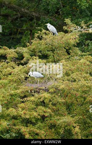 Graureiher an ihre Nester in Baumkrone Stockfoto