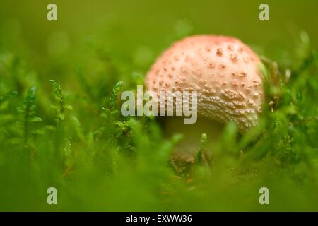 Rouge Stockfoto