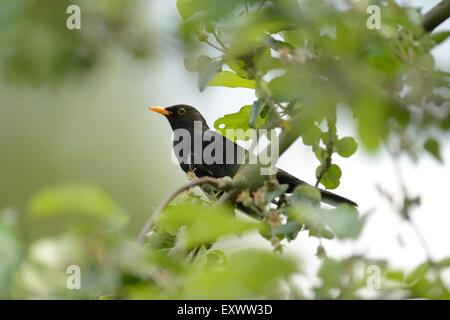 Amsel auf einem Ast Stockfoto