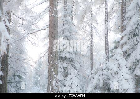 Lärchen im Winter, Mieminger Plateau, Tirol, Austria, Europe Stockfoto