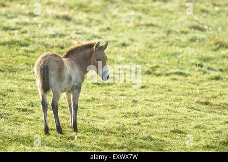 Pferd Przewalskis, Equus Ferus Przewalskii, Bayerischer Wald, Bayern, Deutschland, Europa Stockfoto