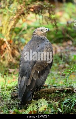 Schreiadler Aquila Pomarina, Bayerischer Wald, Bayern, Deutschland, Europa Stockfoto