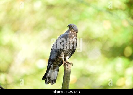 Wespenbussard, Pernis Apivorus, Bayerischer Wald, Bayern, Deutschland, Europa Stockfoto