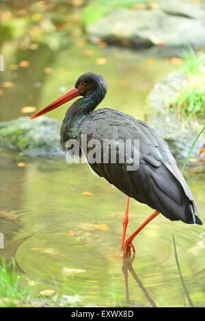 Schwarzen Storck, Ciconia Nigra, Bayerischer Wald, Bayern, Deutschland, Europa Stockfoto