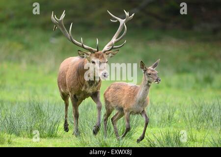 Zwei Hirsche, Cervus Elaphus, auf einer Wiese, National Park Bayerischer Wald, Bayern, Deutschland, Europa Stockfoto