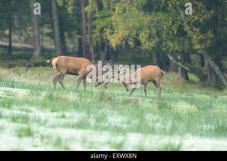 Zwei Hirsche, Cervus Elaphus, auf einer Wiese, National Park Bayerischer Wald, Bayern, Deutschland, Europa Stockfoto