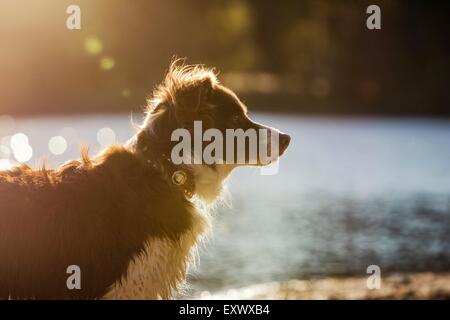 Border-Collie am Strand Stockfoto