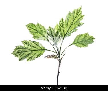 Blatt von einem Oakleaf Hortensie Stockfoto