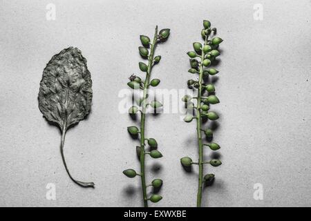 Cherrry Laurel Zweige mit Früchten und Zweig Stockfoto