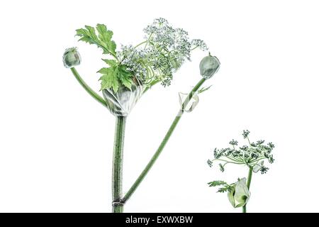 Knospen von Bärenklau Stockfoto