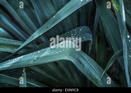 Blätter der eine Yucca Stockfoto