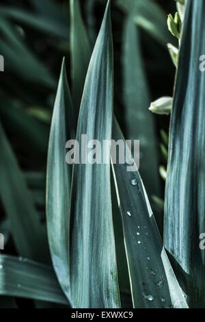 Blätter der eine Yucca Stockfoto