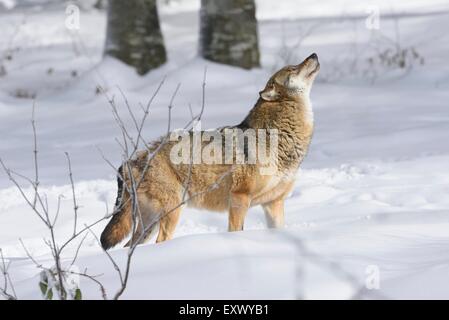 Europäischer Wolf, Bayerischer Wald, Bayern, Deutschland, Europa Stockfoto