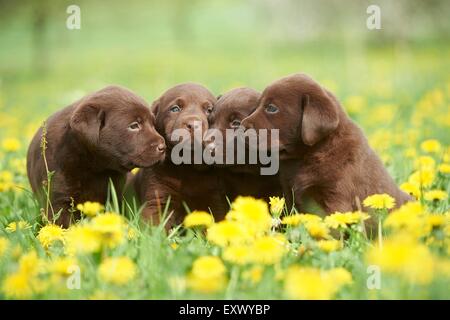 Labrador Welpen, Oberpfalz, Bayern, Deutschland, Europa Stockfoto